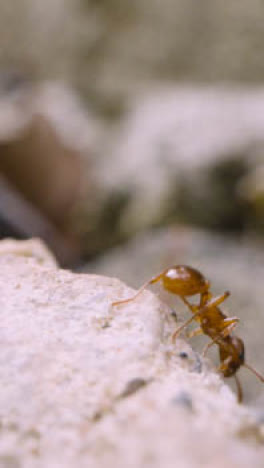 Vertical-Video-Close-Up-Of-Ant-Crawling-Over-Ground